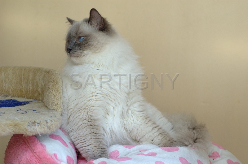 RAGDOLLS 032.jpg